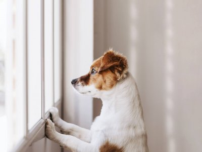 chien blanc et brun debout regardant par la fenêtre