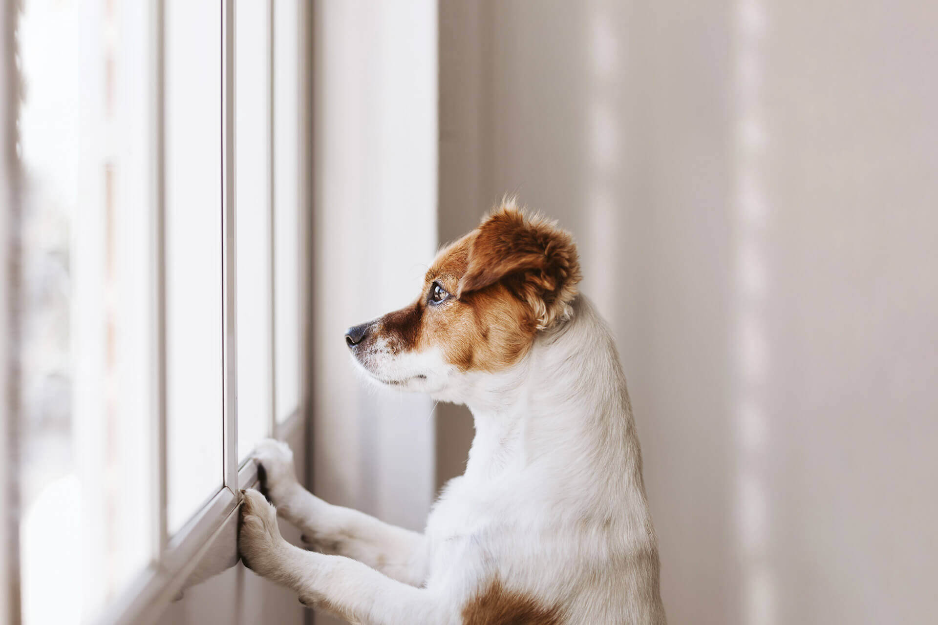 chien blanc et brun debout regardant par la fenêtre