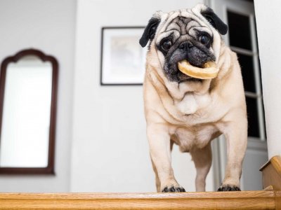 chien obèse en haut d'un escalier avec un donut dans la bouche