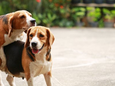 deux beagles en train de s'accoupler