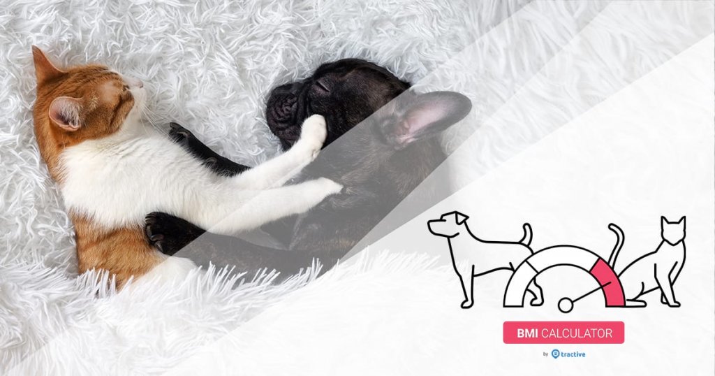 Hund und Katze schlafen gemeinsam auf weißer Decke + BMI-Rechner-Grafik mit Hund und Katze