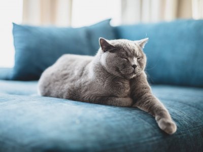 Grey cat sleeping on blue couch