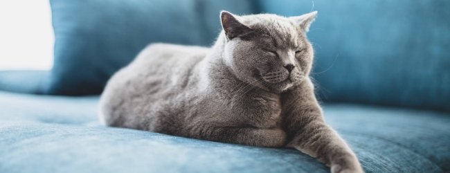Grey cat sleeping on blue couch