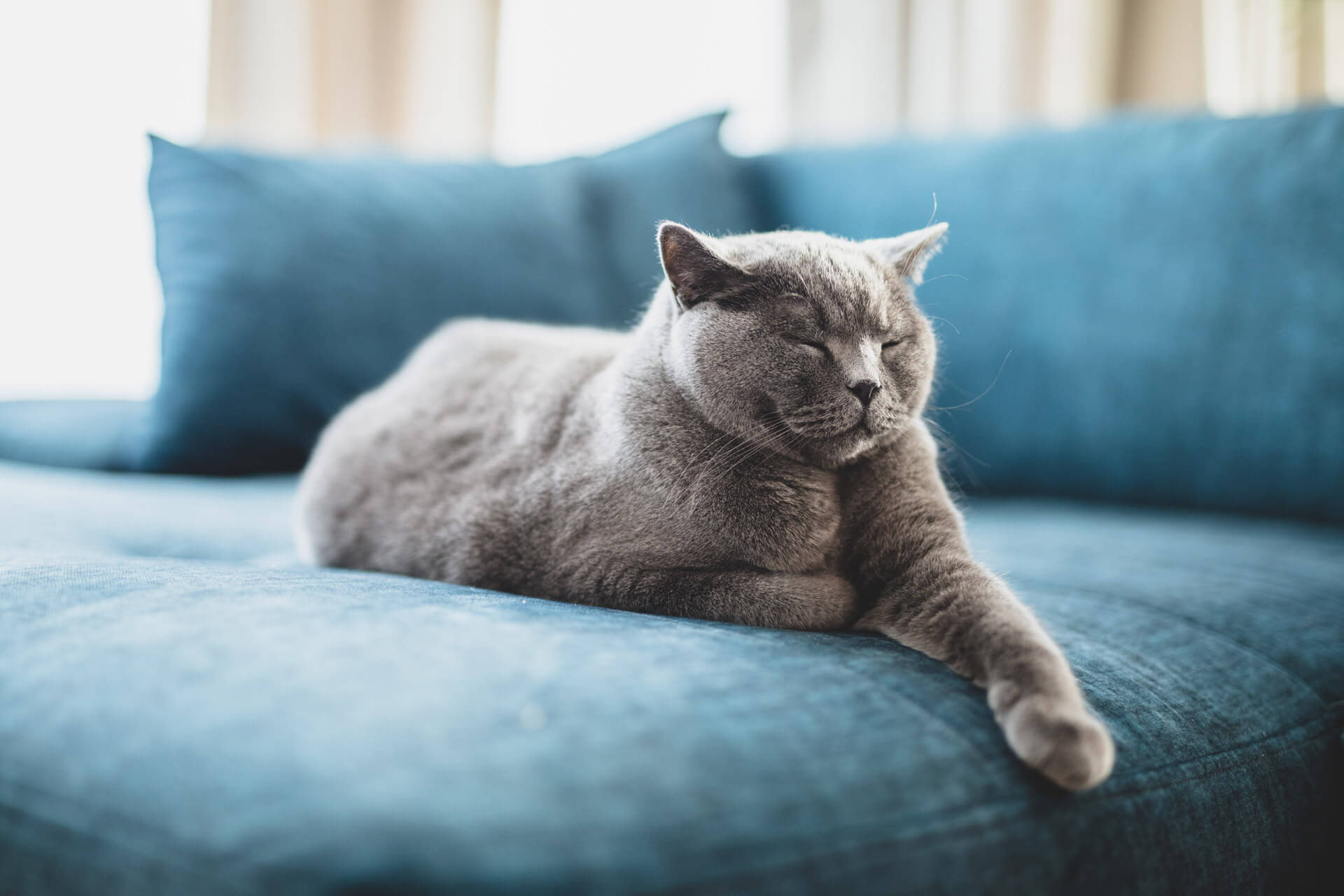 Cat lying in outlet bed