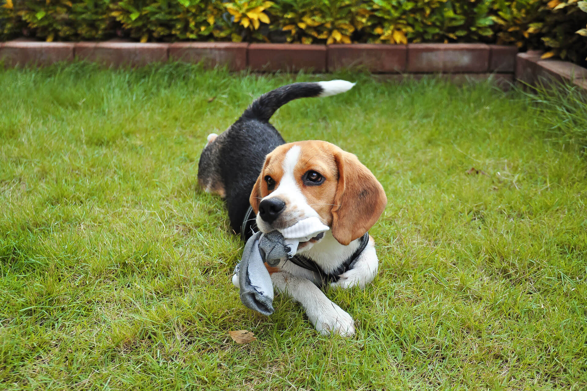 Why do dogs steal socks? Prevent chewing and eating socks Tractive