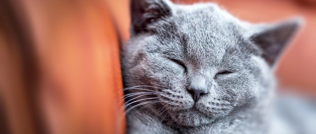 Why do cats purr? The meaning of purring in cats - Tractive