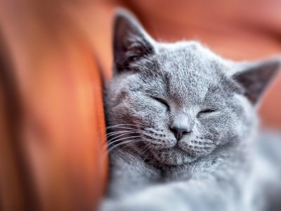 petit chat gris qui dort contre un canape marron