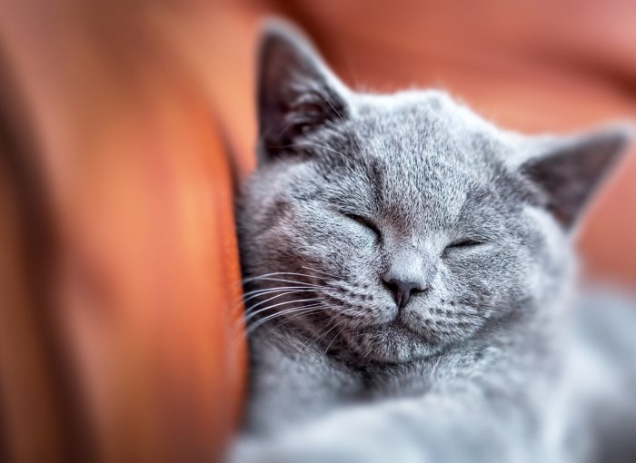 gatto grigio dorme accucciato su una superficie marrone