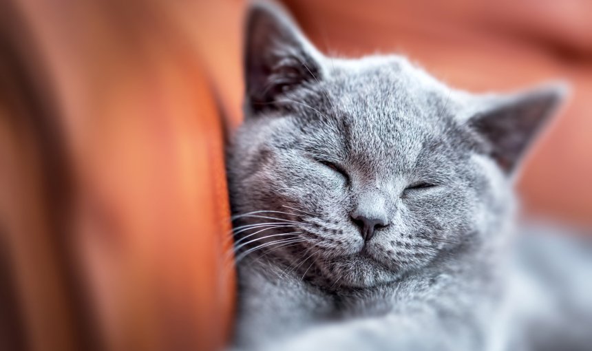 gatto grigio dorme accucciato su una superficie marrone