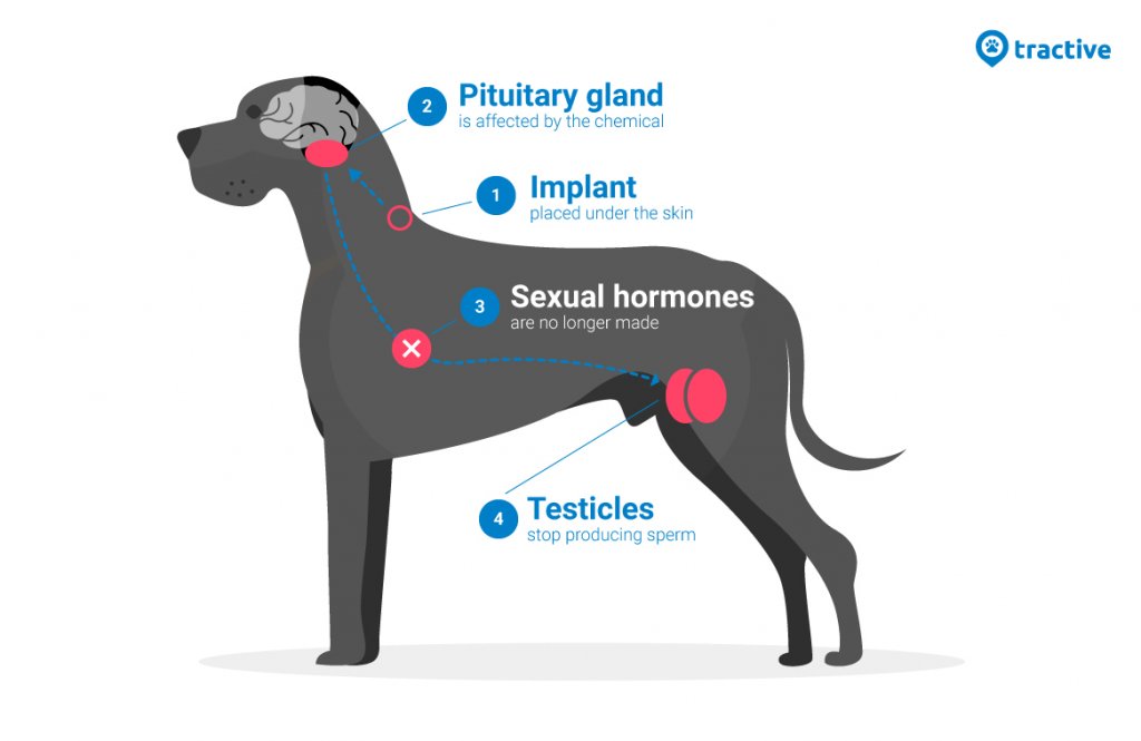 Tractive infografik om hur kemisk kastrering för hundar fungerar