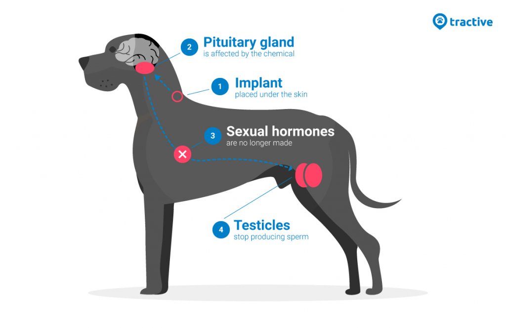 When can you store castrate a dog