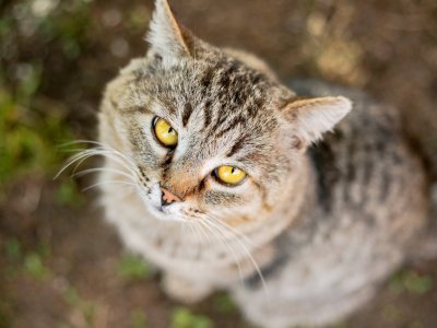 Demens hos katter: brun katt med gula ögon och demens