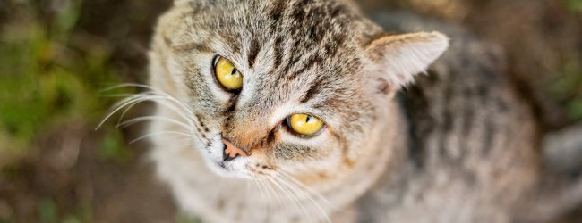 Demens hos katter: brun katt med gula ögon och demens
