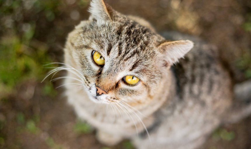 oude bruine kat met dementie en gele ogen