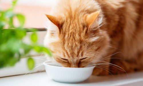 cat-not-drinking-water-find-out-why-what-to-do-tractive