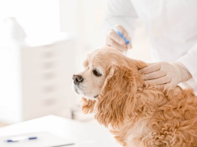 Brown dog at the vet getting chemical castration implant