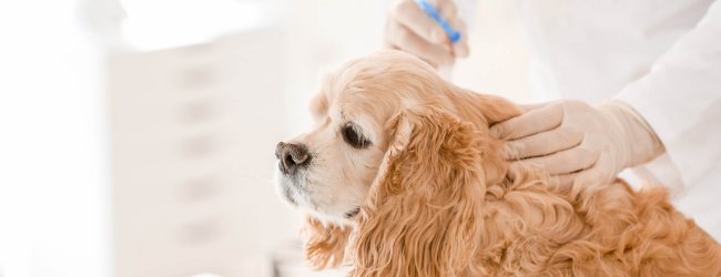 Brun hund som genomgår kemisk kastrering med implantat hos veterinär