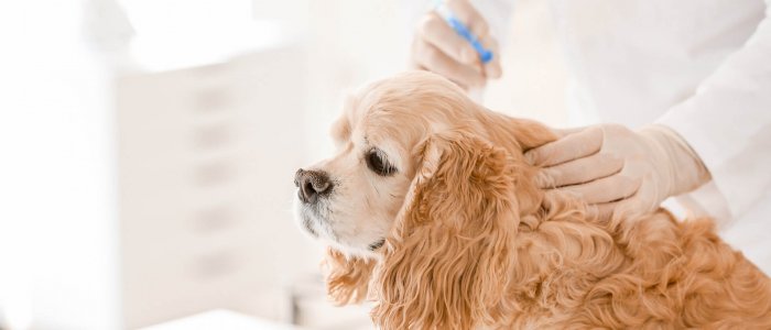 The chemical castration chip for non-surgical dog castration - Tractive