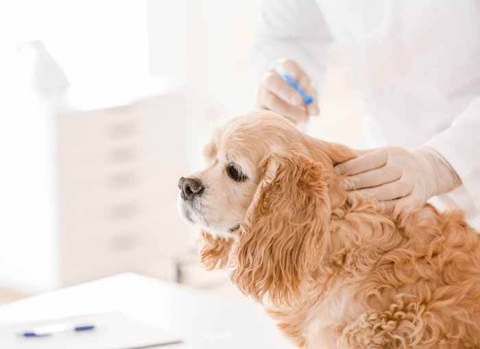 Perro marrón en el veterinario para poner un implante de castración química