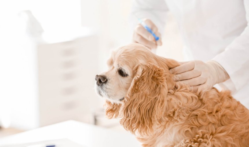 Brown dog at the vet getting chemical castration implant