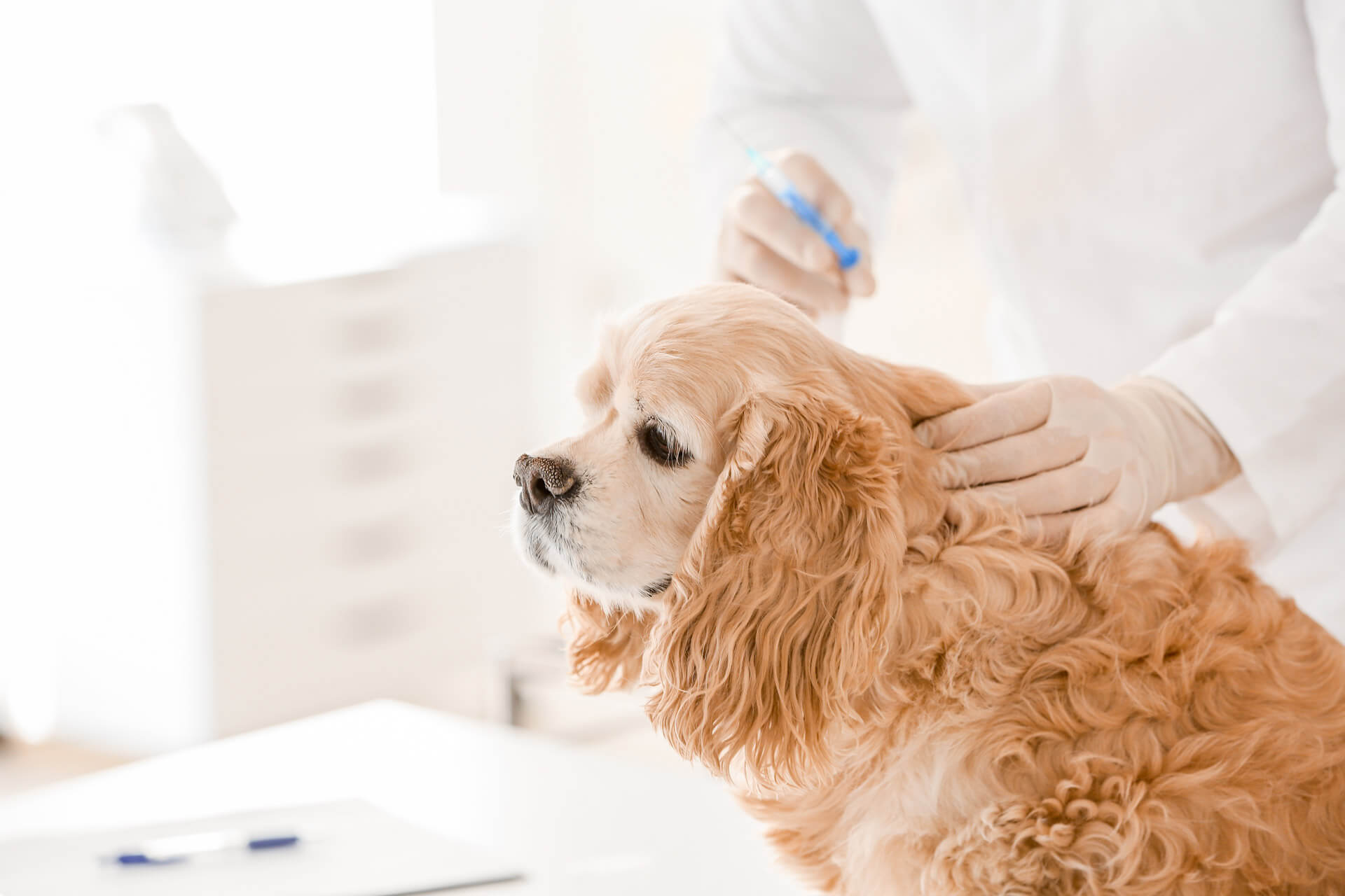 Bruine hond die een chemische castratie met implantaat krijgt bij de dierenarts