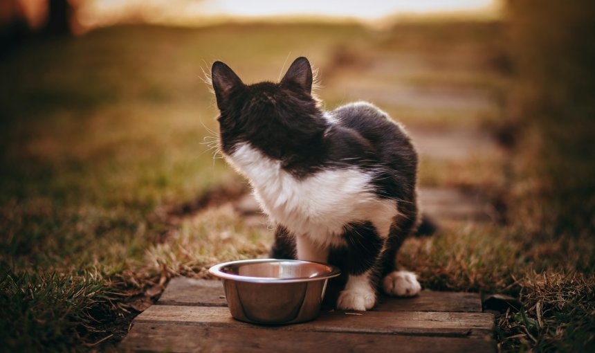 A cat looking away from a bowl of water