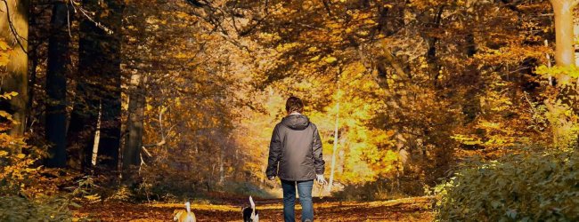 homme de dos se promenant dans une forêt automnale avec deux chiens sans laisse