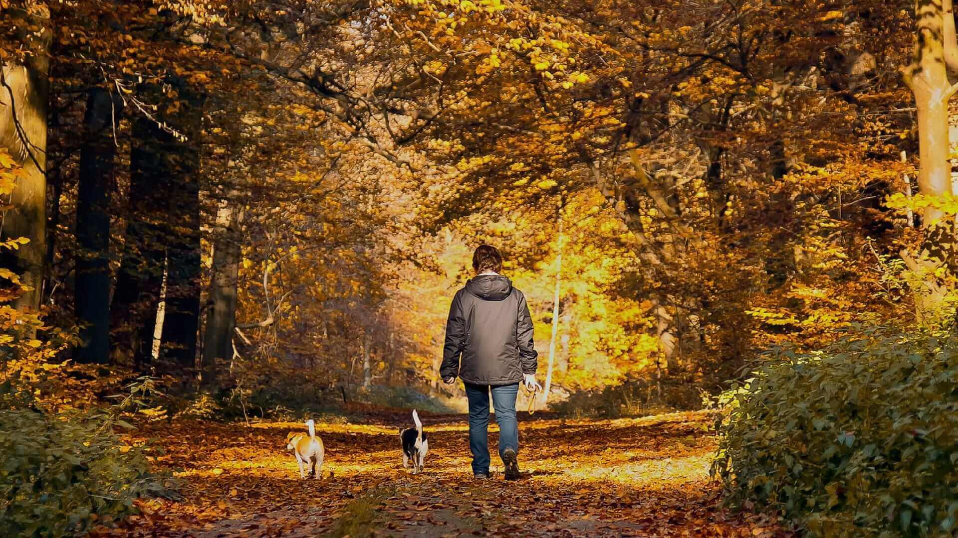 homme de dos se promenant dans une forêt automnale avec deux chiens sans laisse