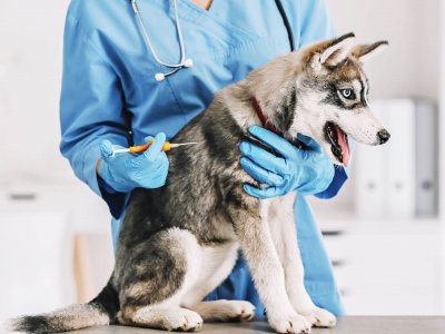 chien gris aux yeux bleus assis sur une table d'opération se faisant implanter une puce électronique par un vétérinaire