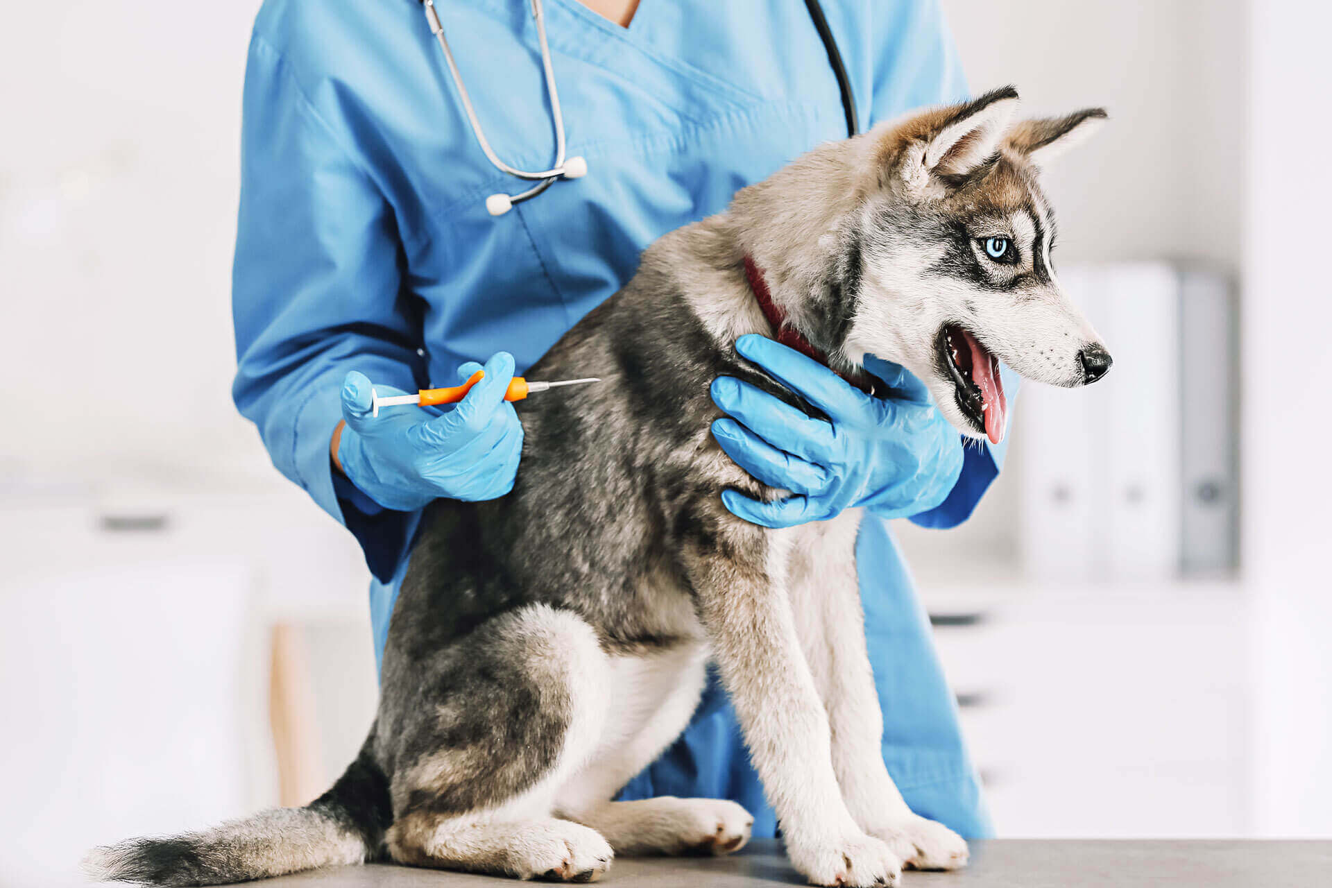 chien gris aux yeux bleus assis sur une table d'opération se faisant implanter une puce électronique par un vétérinaire