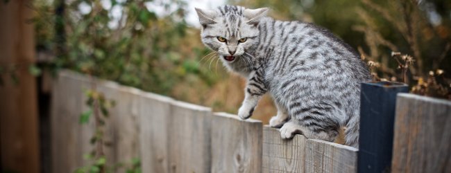 A cat with dementia sitting on a fence