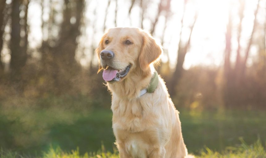 dog wearing gps tracker outdoors