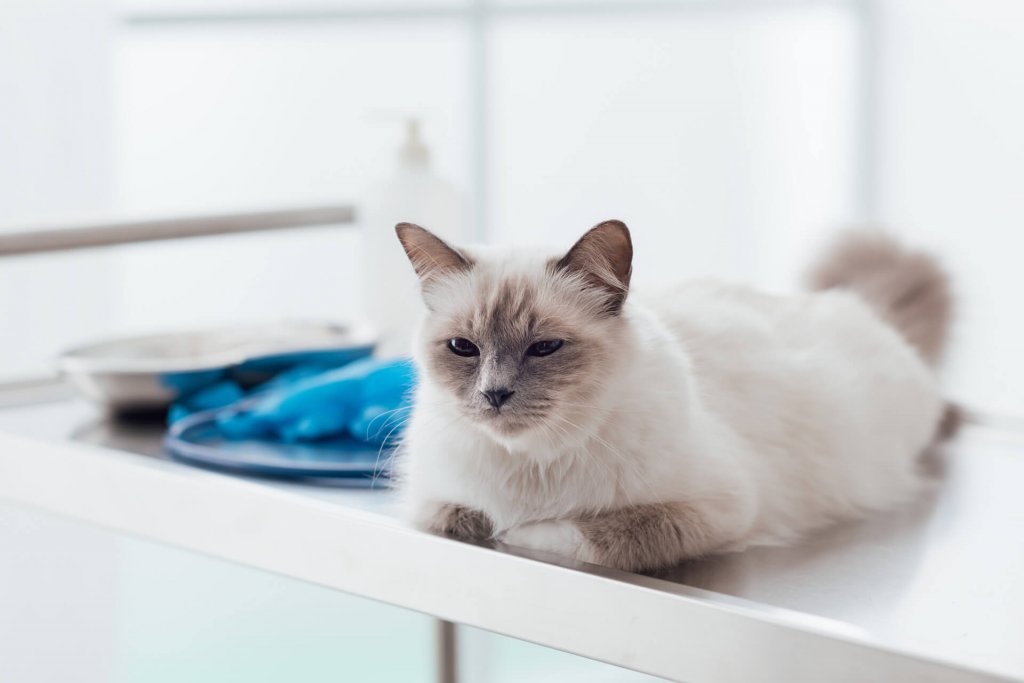 witte kat die bij de dierenarts op tafel zit