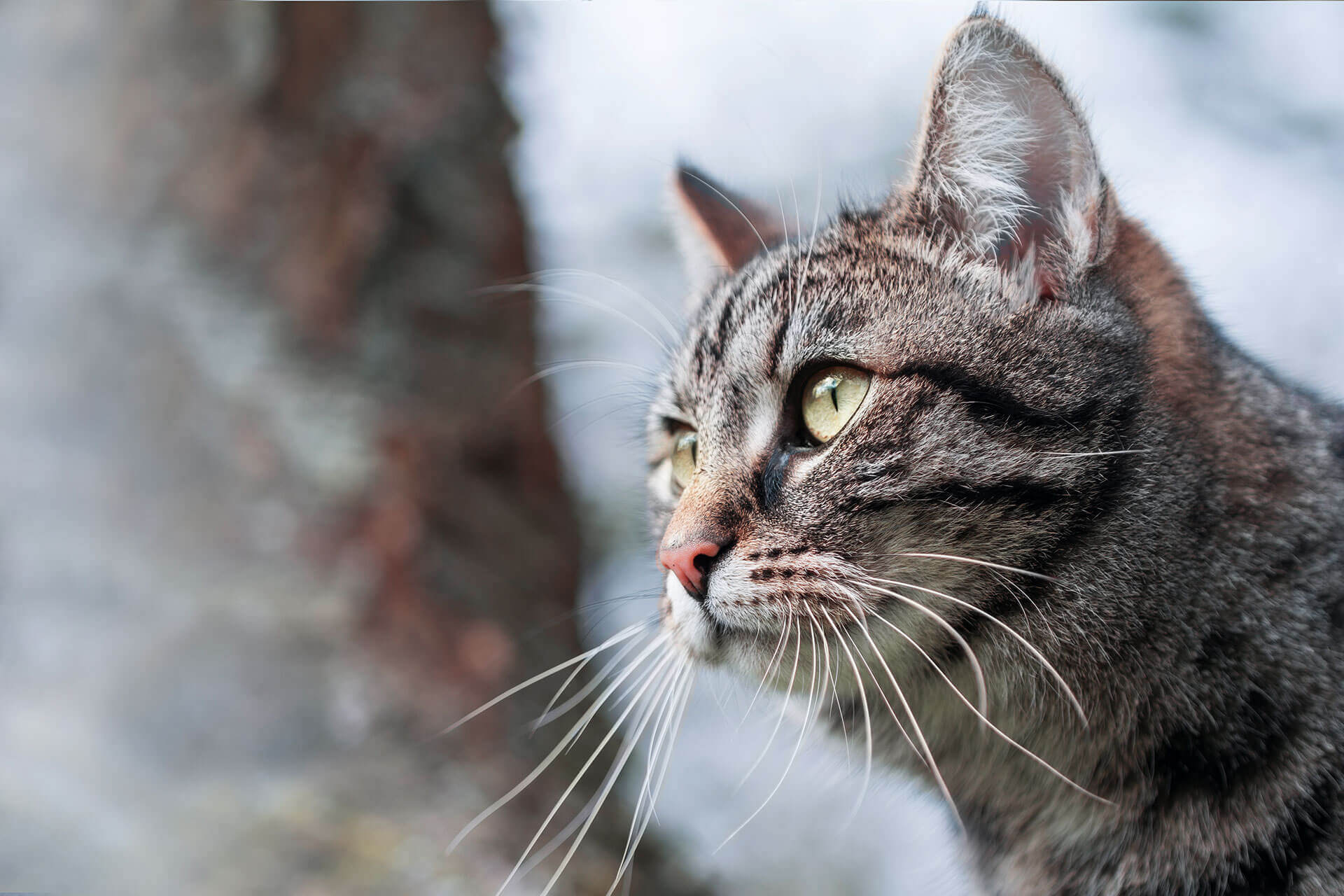 grey cat close up of face