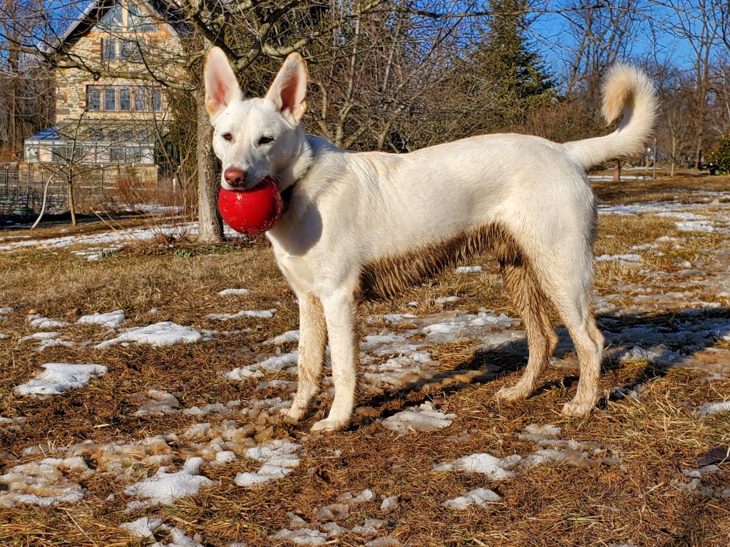 White german shepherd pitbull hot sale mix