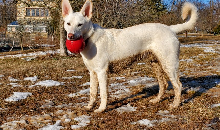 Opie the Shepherd mix dog standing outside with red ball