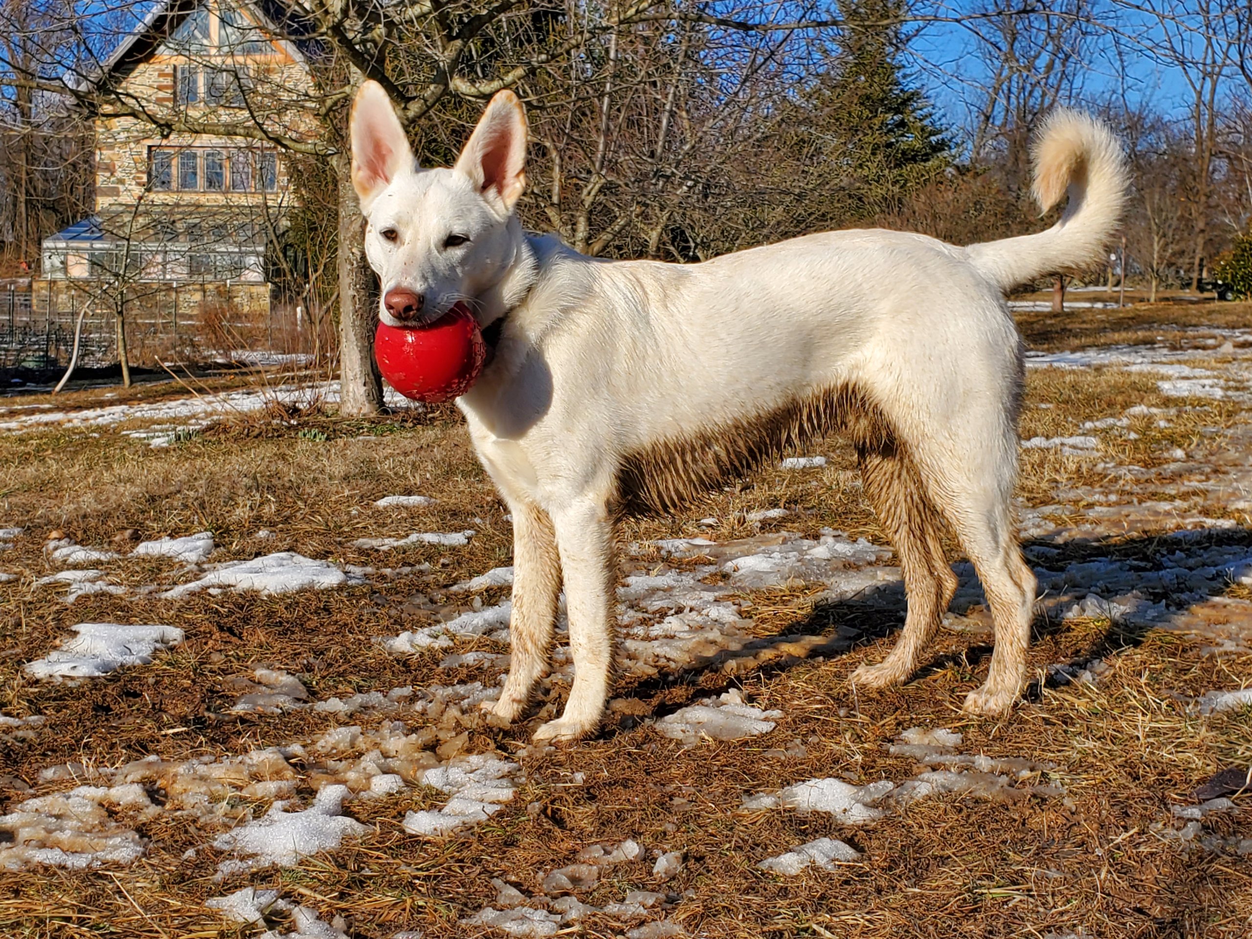 Opie the Shepherd mix dog standing outside with red ball