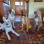 Opie the Shepherd mix dog and his three brothers sitting inside the living room wearing Tractive GPS trackers.