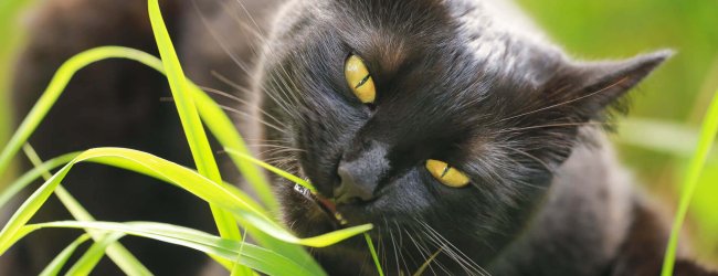 black cat eating grass