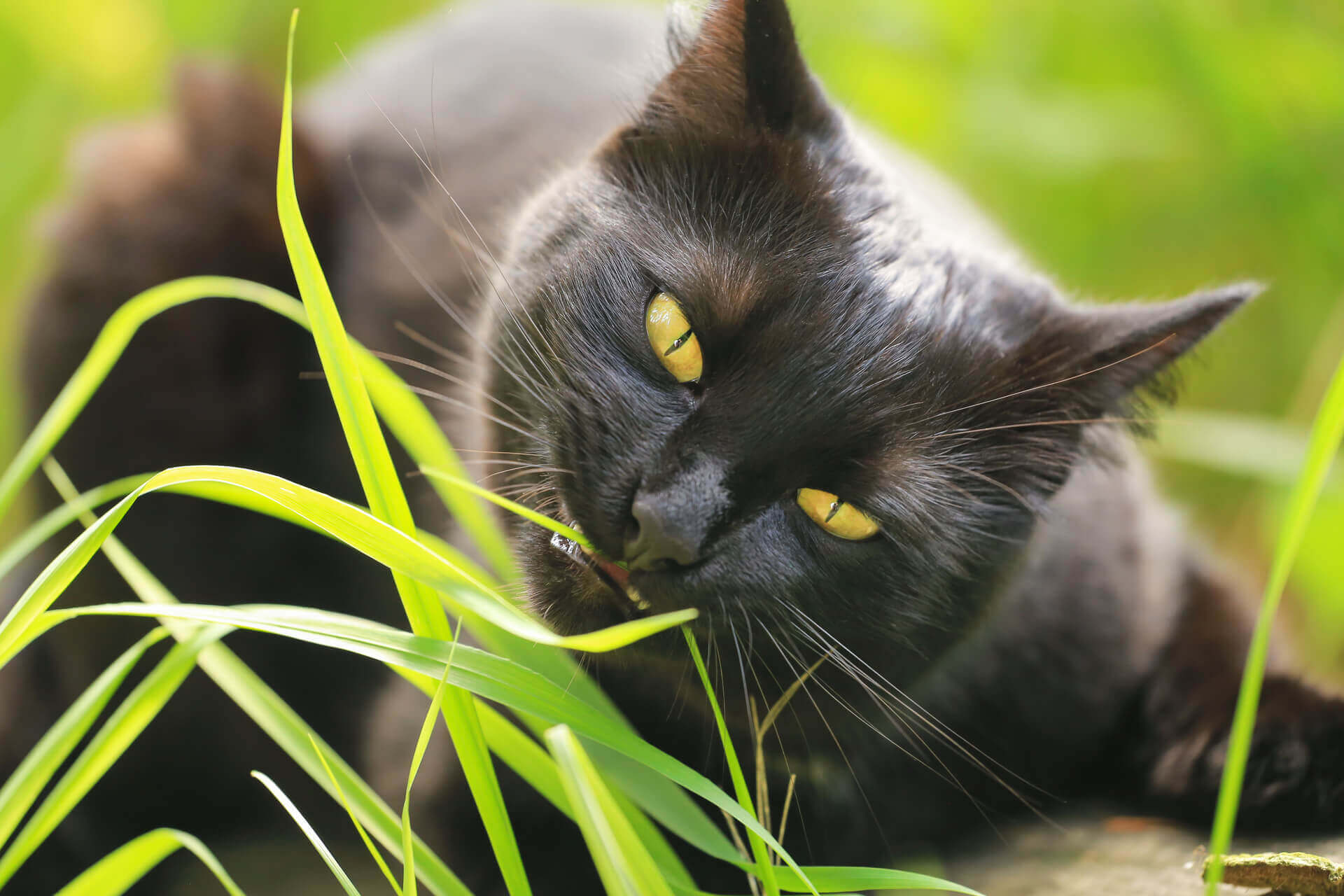 black cat eating grass