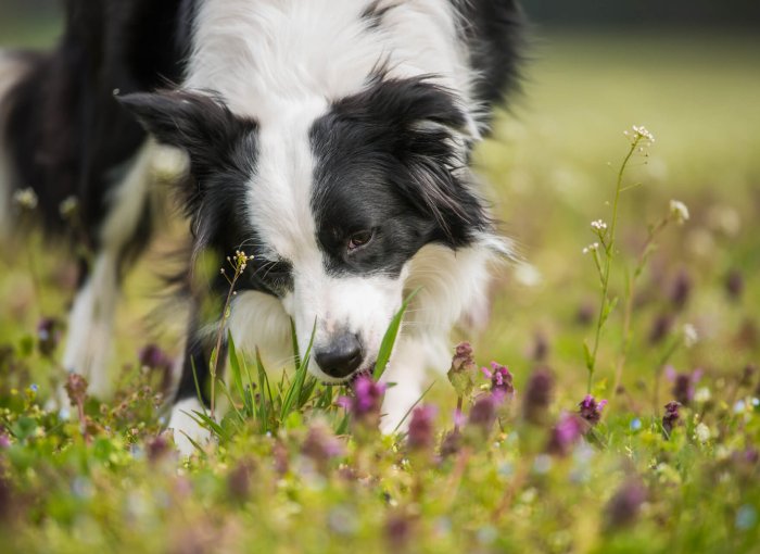 white and black border collie dog eating grass