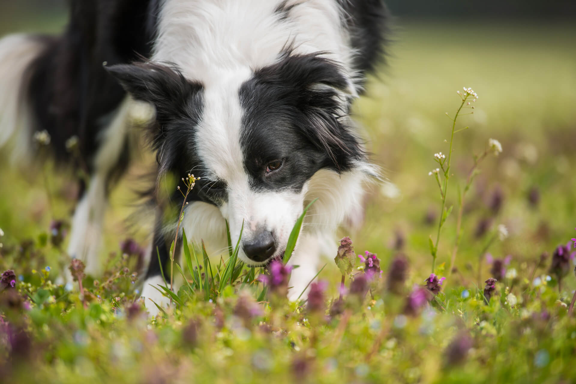 chien mange de l'herbe dans une prairie fleurie