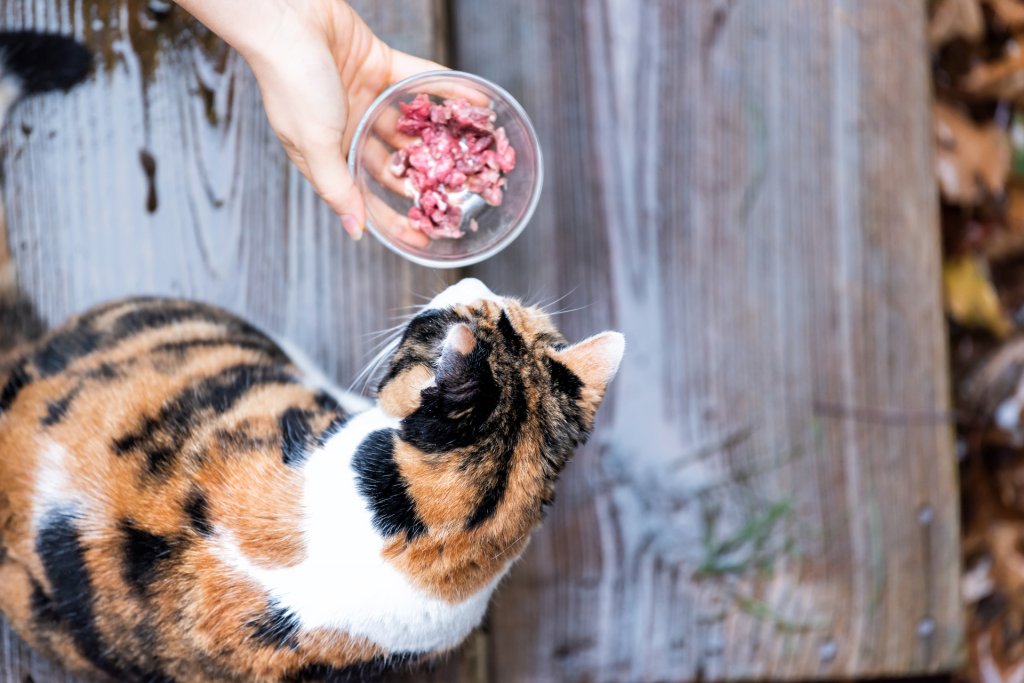 calico-katt som luktar på en skål med kattgodis som hålls av en person utomhus på trägolv