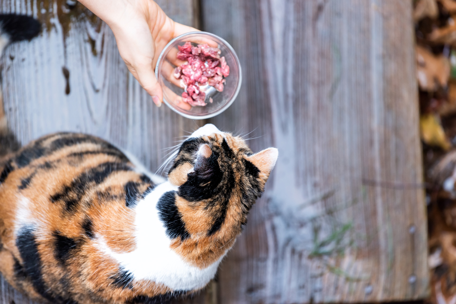 calico cat sniffing a bowl of food offered by a person