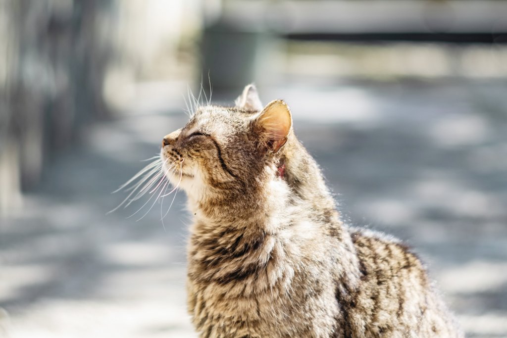 gatto anziano di colore marrone con una ferita sul collo - demenza senile nel gatto e altre patologie