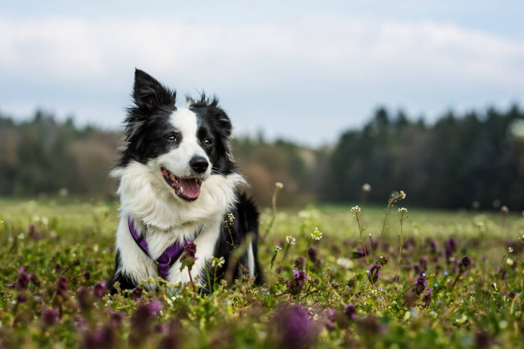 border collie stoi na łące pełnej trawy i kwiatów