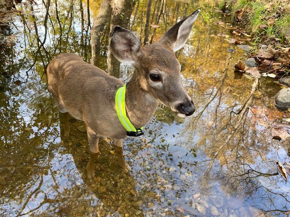 Buckaroo the rescue fawn outside