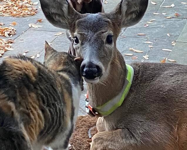 Buckaroo the rescue fawn with his cat and dog friends