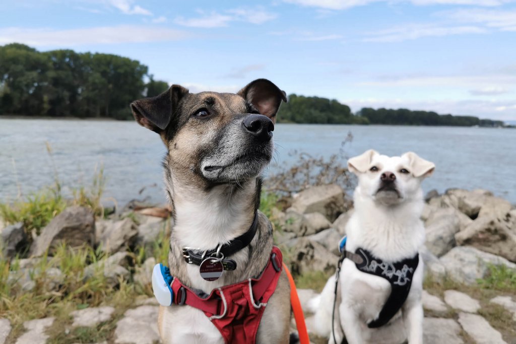 Two dogs wearing Tractive GPS trackers by the sea