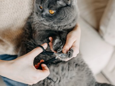 person holding grey cat trimming cat nails